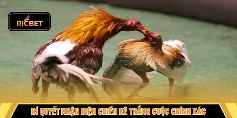 Bí quyết nhận diện chiến kê thắng cuộc chính xác