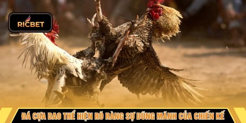 Đá cựa dao thể hiện rõ ràng sự dũng mãnh của chiến kế