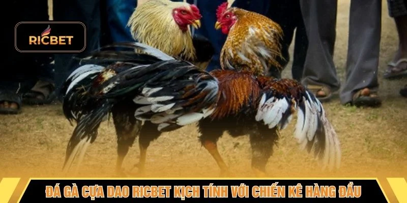 Đá gà cựa dao RICBET kịch tính với chiến kê hàng đầu