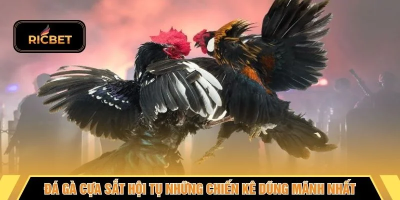 Đá gà cựa sắt hội tụ những chiến kê dũng mãnh nhất