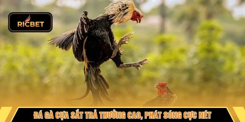 Đá gà cựa sắt trả thưởng cao, phát sóng cực nét