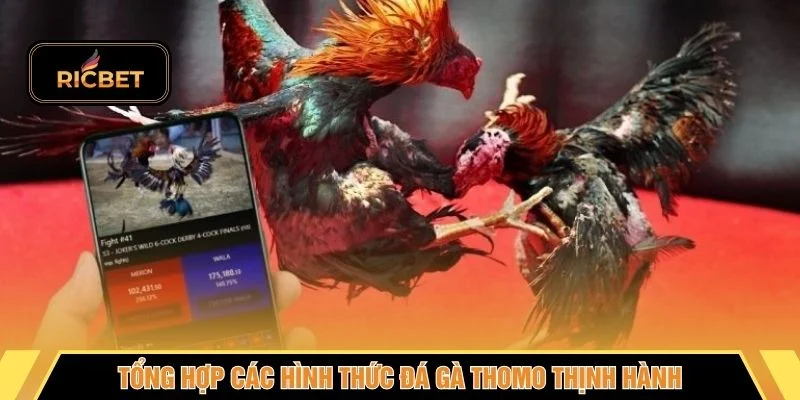 Tổng hợp các hình thức đá gà thomo thịnh hành