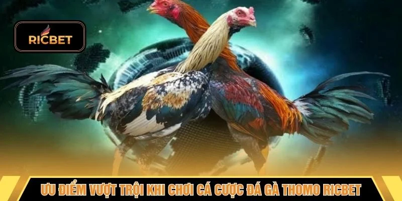 Ưu điểm vượt trội khi chơi cá cược đá gà thomo RICBET